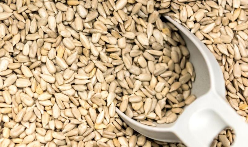 Semilla de Girasol Perezoso