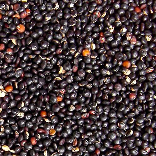 Quinoa Negra Perezoso